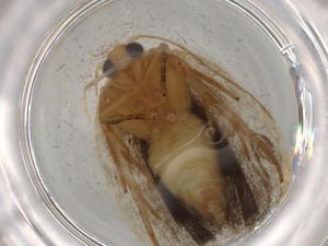  ( - BIOUG80432-H01)  @11 [ ] CreativeCommons - Attribution (2022) Centre for Biodiversity Genomics Centre for Biodiversity Genomics