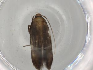  ( - BIOUG80432-H09)  @11 [ ] CreativeCommons - Attribution (2022) Centre for Biodiversity Genomics Centre for Biodiversity Genomics