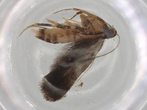  ( - BIOUG80461-D11)  @11 [ ] CreativeCommons - Attribution (2022) Centre for Biodiversity Genomics Centre for Biodiversity Genomics