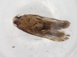  ( - BIOUG80468-B11)  @11 [ ] CreativeCommons - Attribution (2022) Centre for Biodiversity Genomics Centre for Biodiversity Genomics