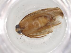  ( - BIOUG80468-C12)  @11 [ ] CreativeCommons - Attribution (2022) Centre for Biodiversity Genomics Centre for Biodiversity Genomics