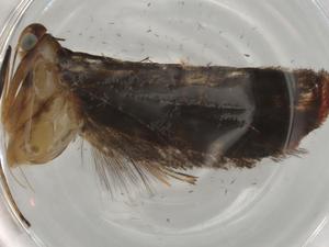  ( - BIOUG80523-E01)  @11 [ ] CreativeCommons - Attribution (2022) Centre for Biodiversity Genomics Centre for Biodiversity Genomics