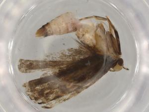  ( - BIOUG80523-E08)  @11 [ ] CreativeCommons - Attribution (2022) Centre for Biodiversity Genomics Centre for Biodiversity Genomics