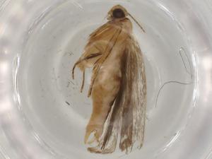  (Dichomeris Malaise2463 - BIOUG80523-F04)  @11 [ ] CreativeCommons - Attribution (2022) Centre for Biodiversity Genomics Centre for Biodiversity Genomics