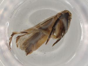  ( - BIOUG80523-F06)  @11 [ ] CreativeCommons - Attribution (2022) Centre for Biodiversity Genomics Centre for Biodiversity Genomics