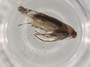  ( - BIOUG80523-F09)  @11 [ ] CreativeCommons - Attribution (2022) Centre for Biodiversity Genomics Centre for Biodiversity Genomics