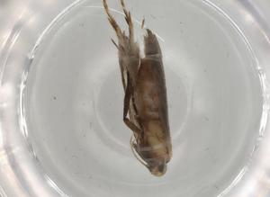  ( - BIOUG80523-G01)  @11 [ ] CreativeCommons - Attribution (2022) Centre for Biodiversity Genomics Centre for Biodiversity Genomics