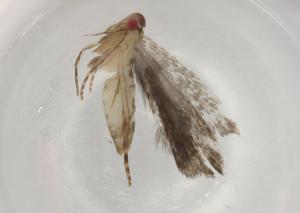  ( - BIOUG80536-A05)  @11 [ ] CreativeCommons - Attribution (2022) Centre for Biodiversity Genomics Centre for Biodiversity Genomics