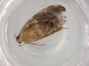  (gelMalaise01 Malaise9692 - BIOUG80536-A06)  @11 [ ] CreativeCommons - Attribution (2022) Centre for Biodiversity Genomics Centre for Biodiversity Genomics