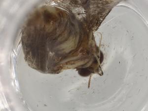  ( - BIOUG80536-B01)  @11 [ ] CreativeCommons - Attribution (2022) Centre for Biodiversity Genomics Centre for Biodiversity Genomics