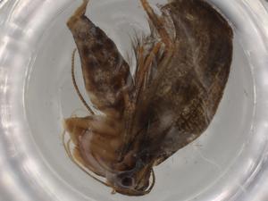  (depMalaise01 Malaise9645 - BIOUG80537-B12)  @11 [ ] CreativeCommons - Attribution (2022) Centre for Biodiversity Genomics Centre for Biodiversity Genomics