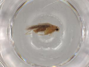  (gelMalaise01 Malaise9164 - BIOUG80537-C02)  @11 [ ] CreativeCommons - Attribution (2022) Centre for Biodiversity Genomics Centre for Biodiversity Genomics