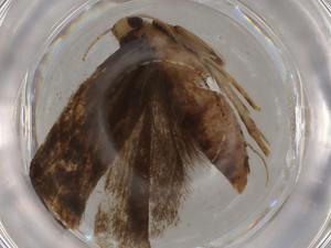  (gelJanzen01 Janzen1540 - BIOUG80537-E08)  @11 [ ] CreativeCommons - Attribution (2022) Centre for Biodiversity Genomics Centre for Biodiversity Genomics