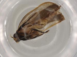  ( - BIOUG80551-C05)  @11 [ ] CreativeCommons - Attribution (2022) Centre for Biodiversity Genomics Centre for Biodiversity Genomics