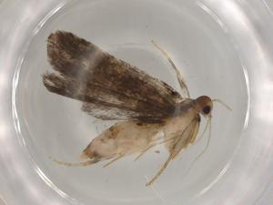  ( - BIOUG80551-C09)  @11 [ ] CreativeCommons - Attribution (2022) Centre for Biodiversity Genomics Centre for Biodiversity Genomics