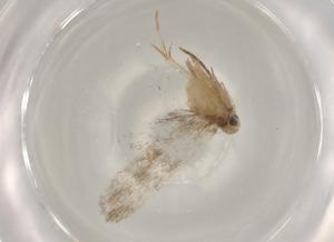  (gelMalaise01 Malaise9164 - BIOUG80551-D04)  @11 [ ] CreativeCommons - Attribution (2022) Centre for Biodiversity Genomics Centre for Biodiversity Genomics