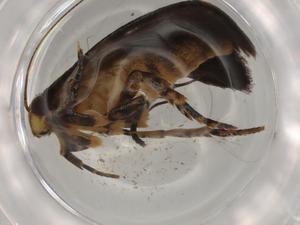  ( - BIOUG80551-E06)  @11 [ ] CreativeCommons - Attribution (2022) Centre for Biodiversity Genomics Centre for Biodiversity Genomics