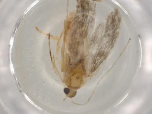  ( - BIOUG80551-G07)  @11 [ ] CreativeCommons - Attribution (2022) Centre for Biodiversity Genomics Centre for Biodiversity Genomics