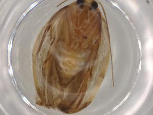  ( - BIOUG80551-G10)  @11 [ ] CreativeCommons - Attribution (2022) Centre for Biodiversity Genomics Centre for Biodiversity Genomics