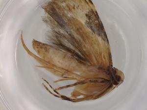  ( - BIOUG80558-A03)  @11 [ ] CreativeCommons - Attribution (2022) Centre for Biodiversity Genomics Centre for Biodiversity Genomics