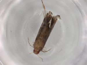  ( - BIOUG80558-A10)  @11 [ ] CreativeCommons - Attribution (2022) Centre for Biodiversity Genomics Centre for Biodiversity Genomics