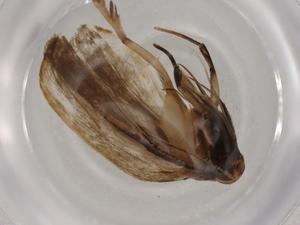  ( - BIOUG80558-B10)  @11 [ ] CreativeCommons - Attribution (2022) Centre for Biodiversity Genomics Centre for Biodiversity Genomics