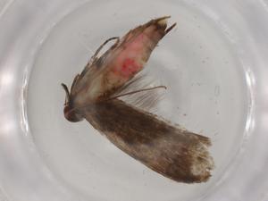  ( - BIOUG80558-C08)  @11 [ ] CreativeCommons - Attribution (2022) Centre for Biodiversity Genomics Centre for Biodiversity Genomics