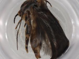  ( - BIOUG80558-D11)  @11 [ ] CreativeCommons - Attribution (2022) Centre for Biodiversity Genomics Centre for Biodiversity Genomics