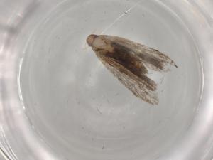  ( - BIOUG80566-C01)  @11 [ ] CreativeCommons - Attribution (2022) Centre for Biodiversity Genomics Centre for Biodiversity Genomics