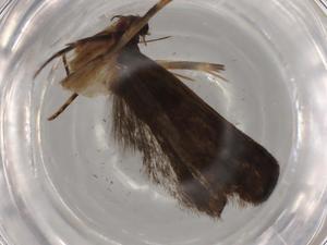  (gelJanzen01 Janzen3740 - BIOUG80566-D07)  @11 [ ] CreativeCommons - Attribution (2022) Centre for Biodiversity Genomics Centre for Biodiversity Genomics