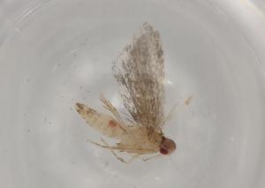  ( - BIOUG80566-E06)  @11 [ ] CreativeCommons - Attribution (2022) Centre for Biodiversity Genomics Centre for Biodiversity Genomics