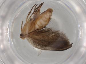  (gelMalaise01 Malaise7387 - BIOUG80566-F02)  @11 [ ] CreativeCommons - Attribution (2022) Centre for Biodiversity Genomics Centre for Biodiversity Genomics