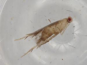  ( - BIOUG80566-F07)  @11 [ ] CreativeCommons - Attribution (2022) Centre for Biodiversity Genomics Centre for Biodiversity Genomics