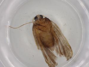  ( - BIOUG80579-A11)  @11 [ ] CreativeCommons - Attribution (2022) Centre for Biodiversity Genomics Centre for Biodiversity Genomics