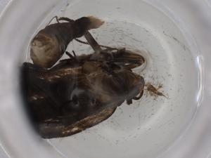  ( - BIOUG80579-B06)  @11 [ ] CreativeCommons - Attribution (2022) Centre for Biodiversity Genomics Centre for Biodiversity Genomics