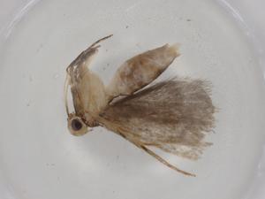  ( - BIOUG80579-C03)  @11 [ ] CreativeCommons - Attribution (2022) Centre for Biodiversity Genomics Centre for Biodiversity Genomics