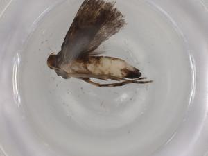  ( - BIOUG80579-E05)  @11 [ ] CreativeCommons - Attribution (2022) Centre for Biodiversity Genomics Centre for Biodiversity Genomics