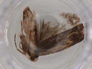  ( - BIOUG80579-E06)  @11 [ ] CreativeCommons - Attribution (2022) Centre for Biodiversity Genomics Centre for Biodiversity Genomics