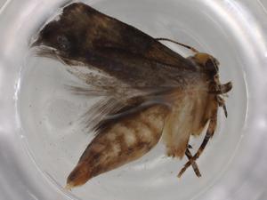  ( - BIOUG80579-E12)  @11 [ ] CreativeCommons - Attribution (2022) Centre for Biodiversity Genomics Centre for Biodiversity Genomics