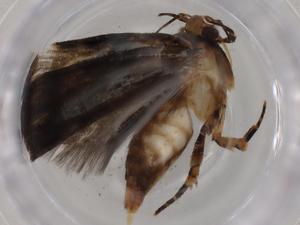  ( - BIOUG80579-F04)  @11 [ ] CreativeCommons - Attribution (2022) Centre for Biodiversity Genomics Centre for Biodiversity Genomics