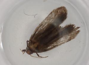  ( - BIOUG80598-A04)  @11 [ ] CreativeCommons - Attribution (2022) Centre for Biodiversity Genomics Centre for Biodiversity Genomics