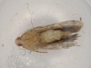  (gelJanzen01 Janzen9808 - BIOUG80598-B05)  @11 [ ] CreativeCommons - Attribution (2022) Centre for Biodiversity Genomics Centre for Biodiversity Genomics