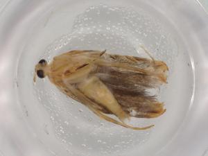  ( - BIOUG80598-D06)  @11 [ ] CreativeCommons - Attribution (2022) Centre for Biodiversity Genomics Centre for Biodiversity Genomics