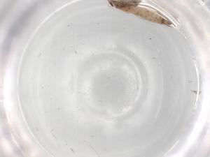  ( - BIOUG81403-H04)  @11 [ ] CreativeCommons - Attribution (2022) Centre for Biodiversity Genomics Centre for Biodiversity Genomics