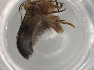  ( - BIOUG81404-A11)  @11 [ ] CreativeCommons - Attribution (2022) Centre for Biodiversity Genomics Centre for Biodiversity Genomics