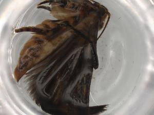  ( - BIOUG81404-A12)  @11 [ ] CreativeCommons - Attribution (2022) Centre for Biodiversity Genomics Centre for Biodiversity Genomics