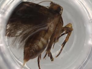  ( - BIOUG81404-B12)  @11 [ ] CreativeCommons - Attribution (2022) Centre for Biodiversity Genomics Centre for Biodiversity Genomics