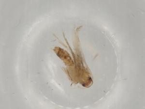  ( - BIOUG81404-E09)  @11 [ ] CreativeCommons - Attribution (2022) Centre for Biodiversity Genomics Centre for Biodiversity Genomics