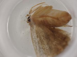  (Sigela BioLep8704 - BIOUG81411-A05)  @11 [ ] CreativeCommons - Attribution (2022) Centre for Biodiversity Genomics Centre for Biodiversity Genomics