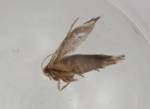  ( - BIOUG81411-A10)  @11 [ ] CreativeCommons - Attribution (2022) Centre for Biodiversity Genomics Centre for Biodiversity Genomics